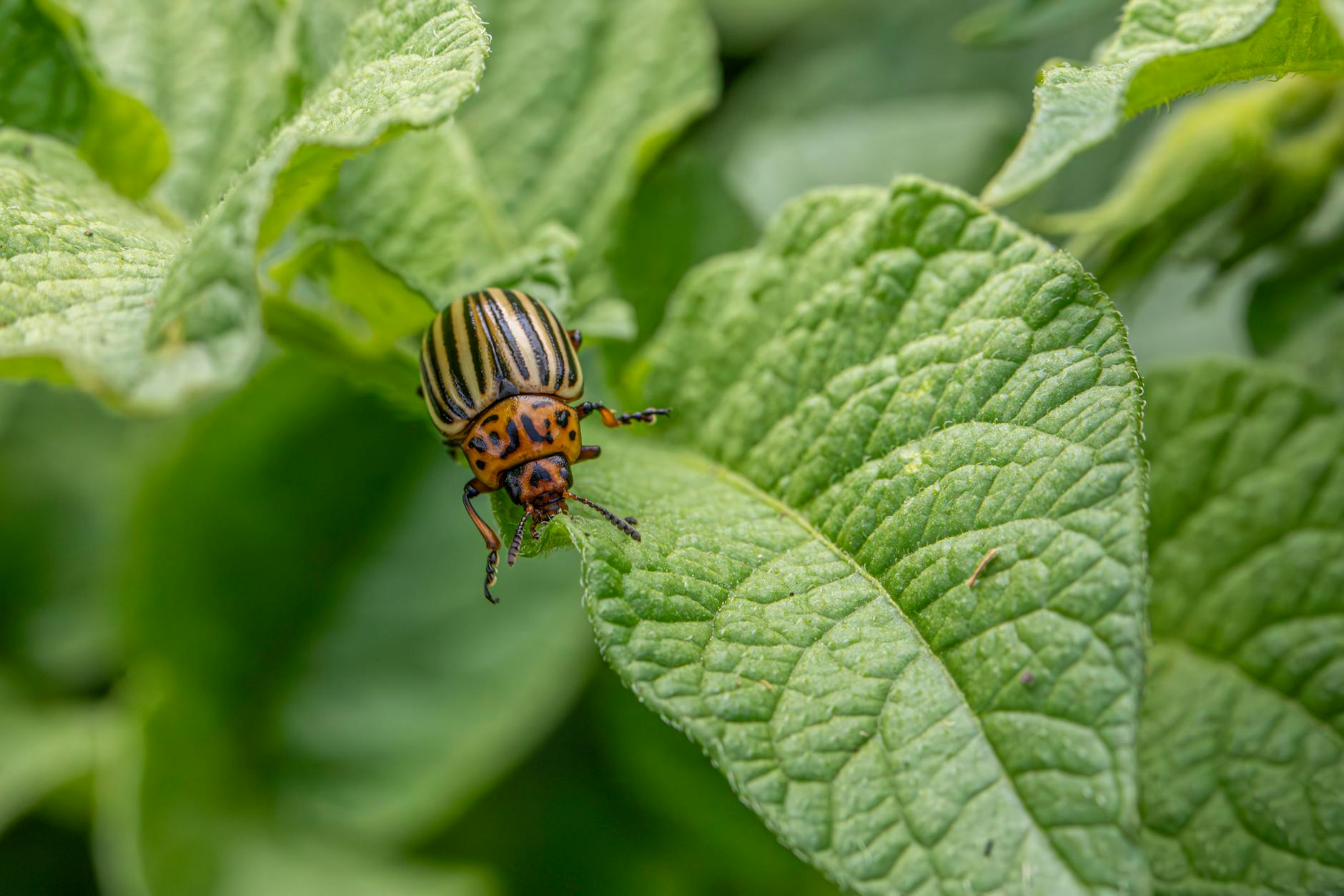 A striped beetle on a green leaf in a vegetable garden