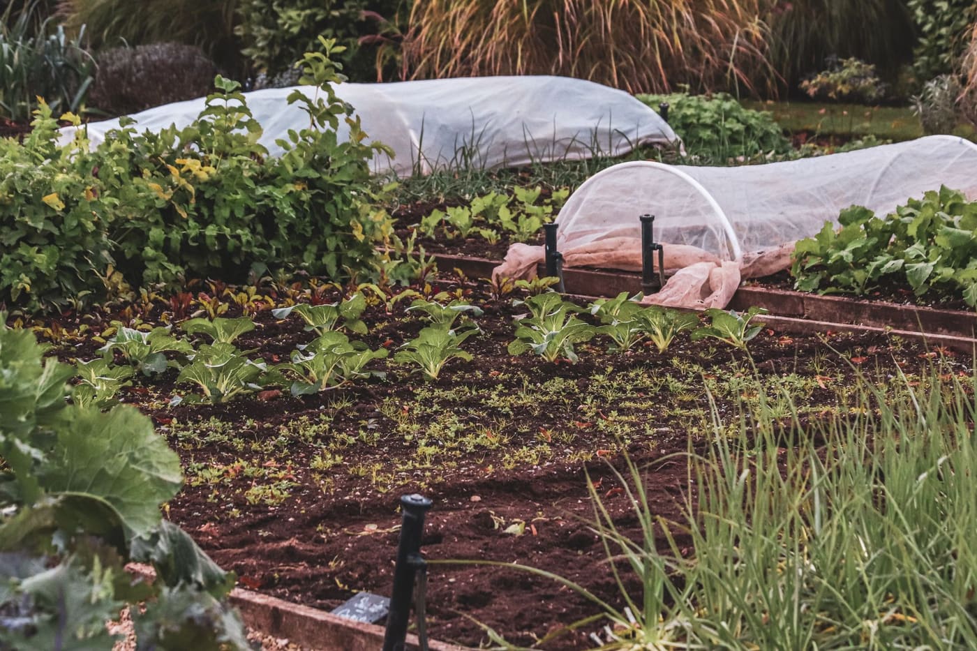 Vegetable beds with lightweight row covers over low hoops