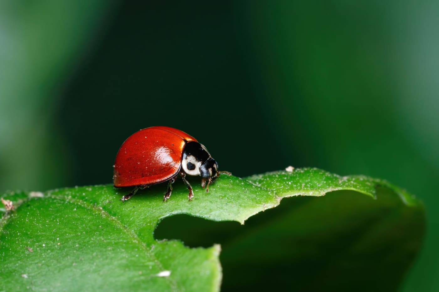 A ladybug resting on a green leaf