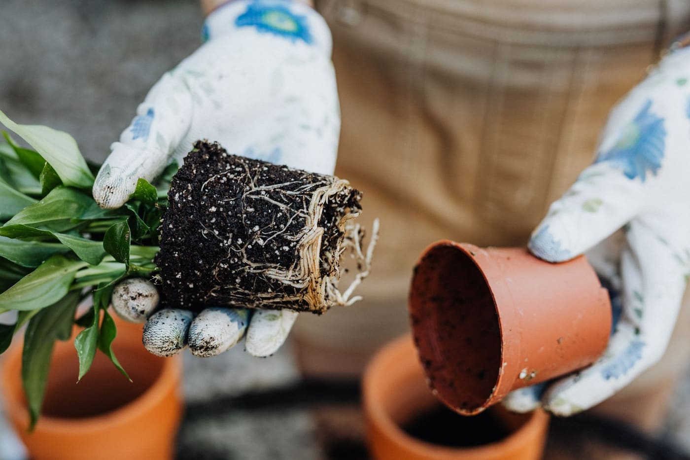 Gloved hands holding a plant with its root ball removed from a terracotta pot