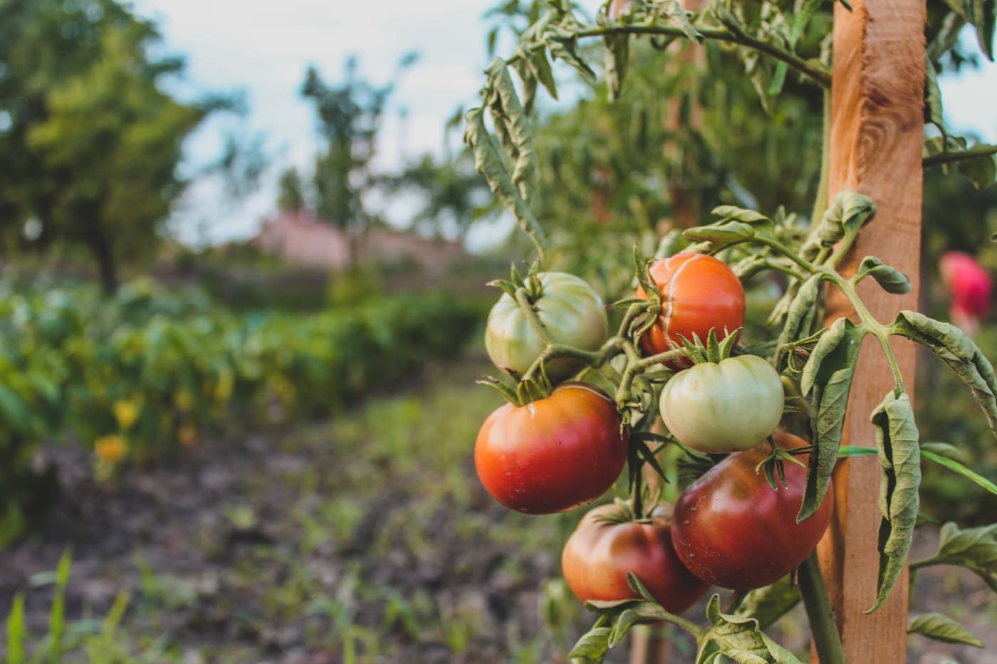 Tomatoes ripening on a staked plant in a vegetable garden