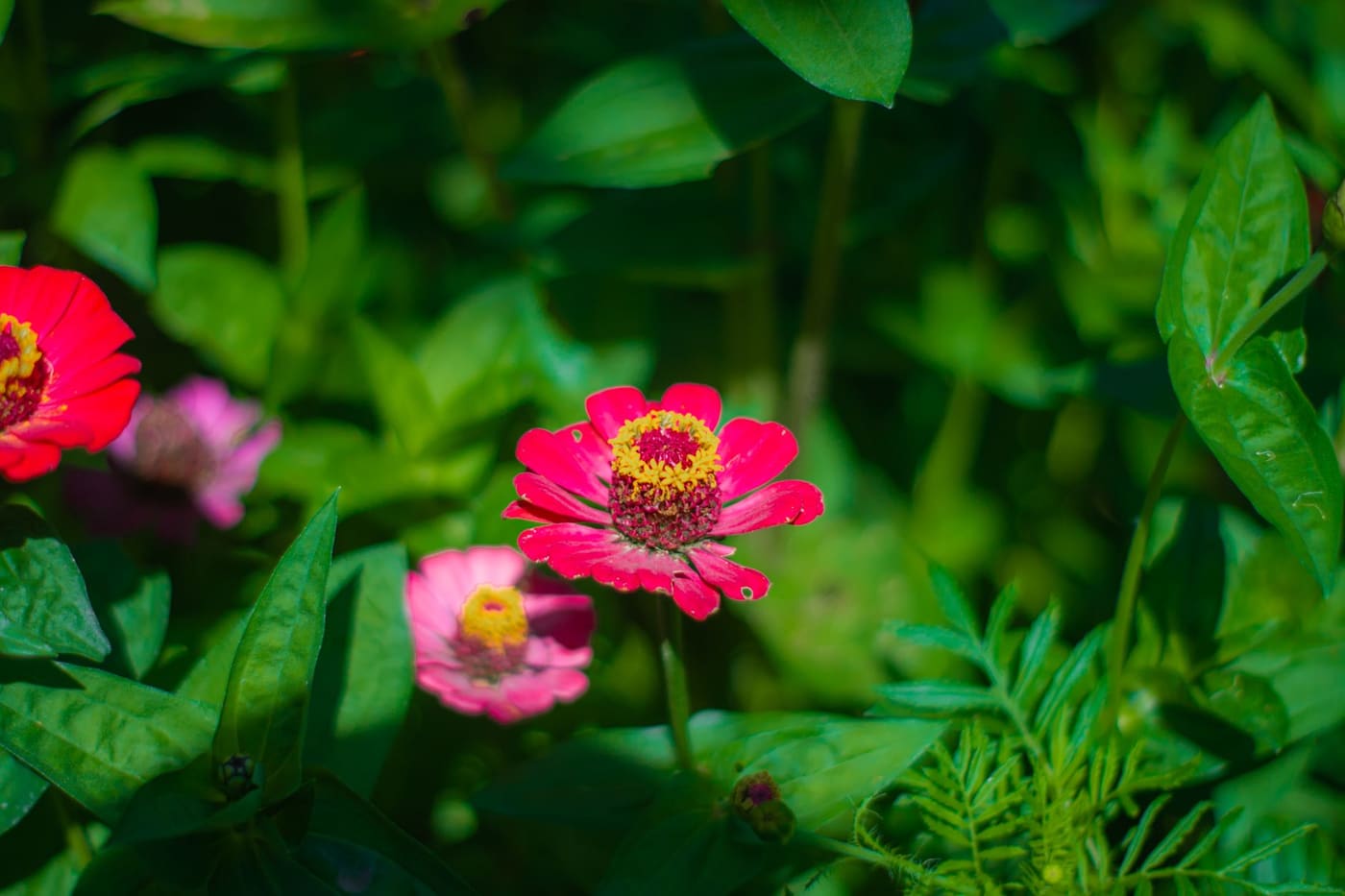 A red zinnia in bloom with green foliage behind it